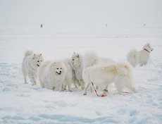 Просто так мимо самоеда никто не проходит, конечно. Все говорят о  красоте собаки, о белой шерсти, о так называемой «улыбке». У самоедов чуть приподняты уголки губ, это и придет собаке улыбчивое выражение.