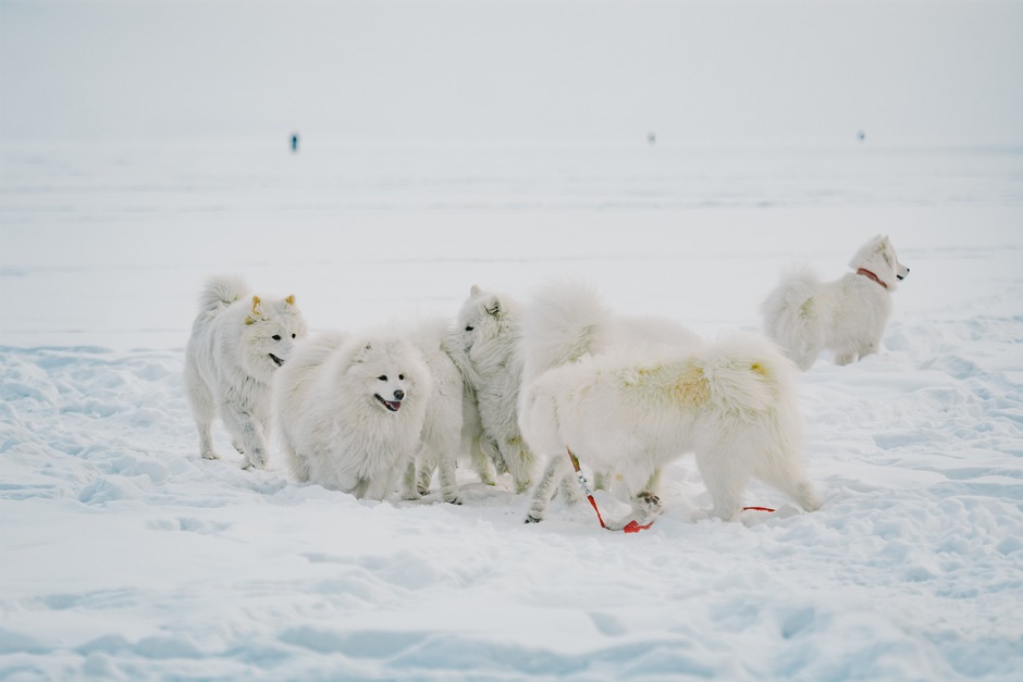 Просто так мимо самоеда никто не проходит, конечно. Все говорят о  красоте собаки, о белой шерсти, о так называемой «улыбке». У самоедов чуть приподняты уголки губ, это и придет собаке улыбчивое выражение.