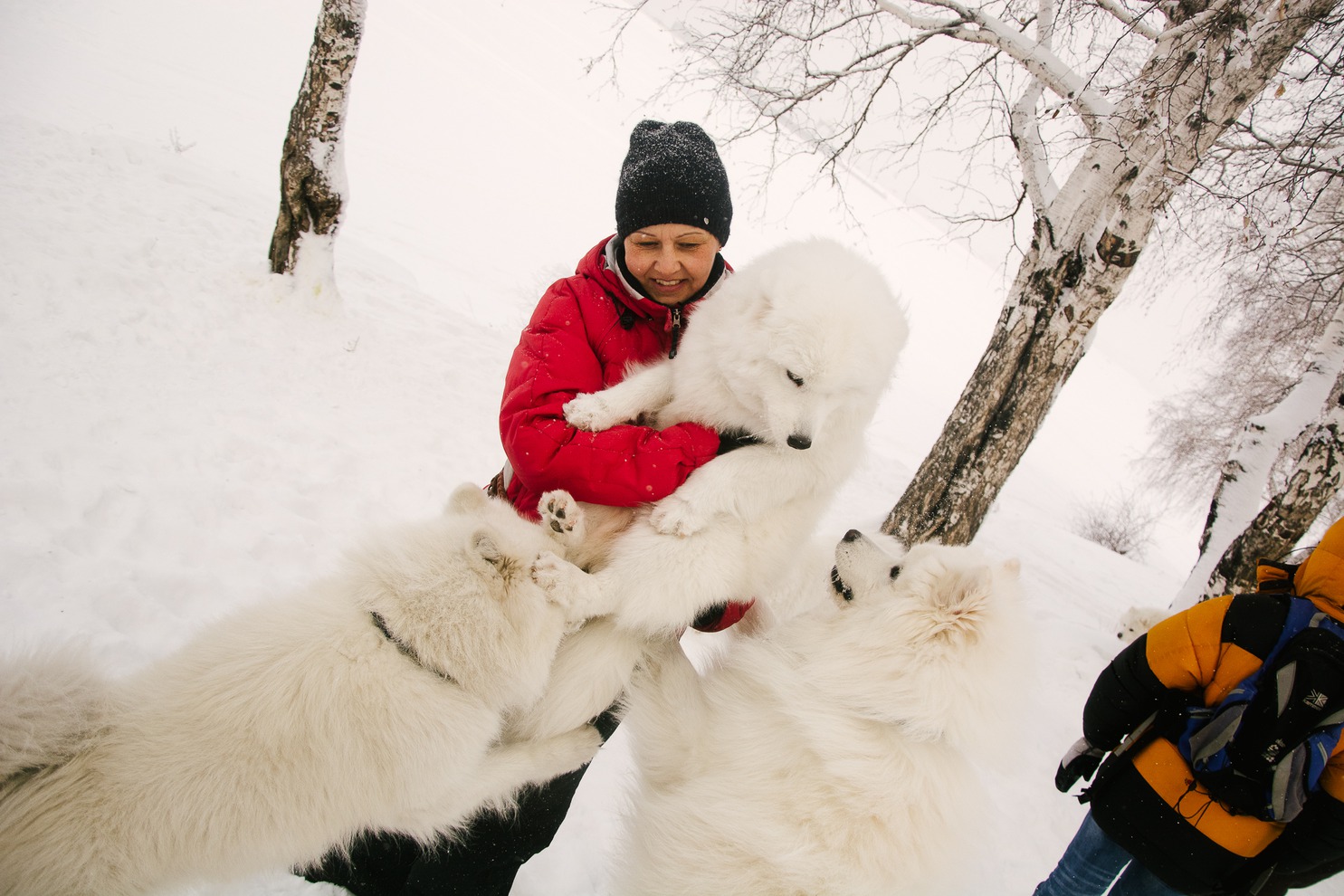 Иркутянка Марина Петровна Глотова около четырех лет занимается разведением самоедов.