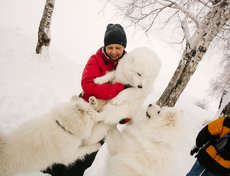 Иркутянка Марина Петровна Глотова около четырех лет занимается разведением самоедов.