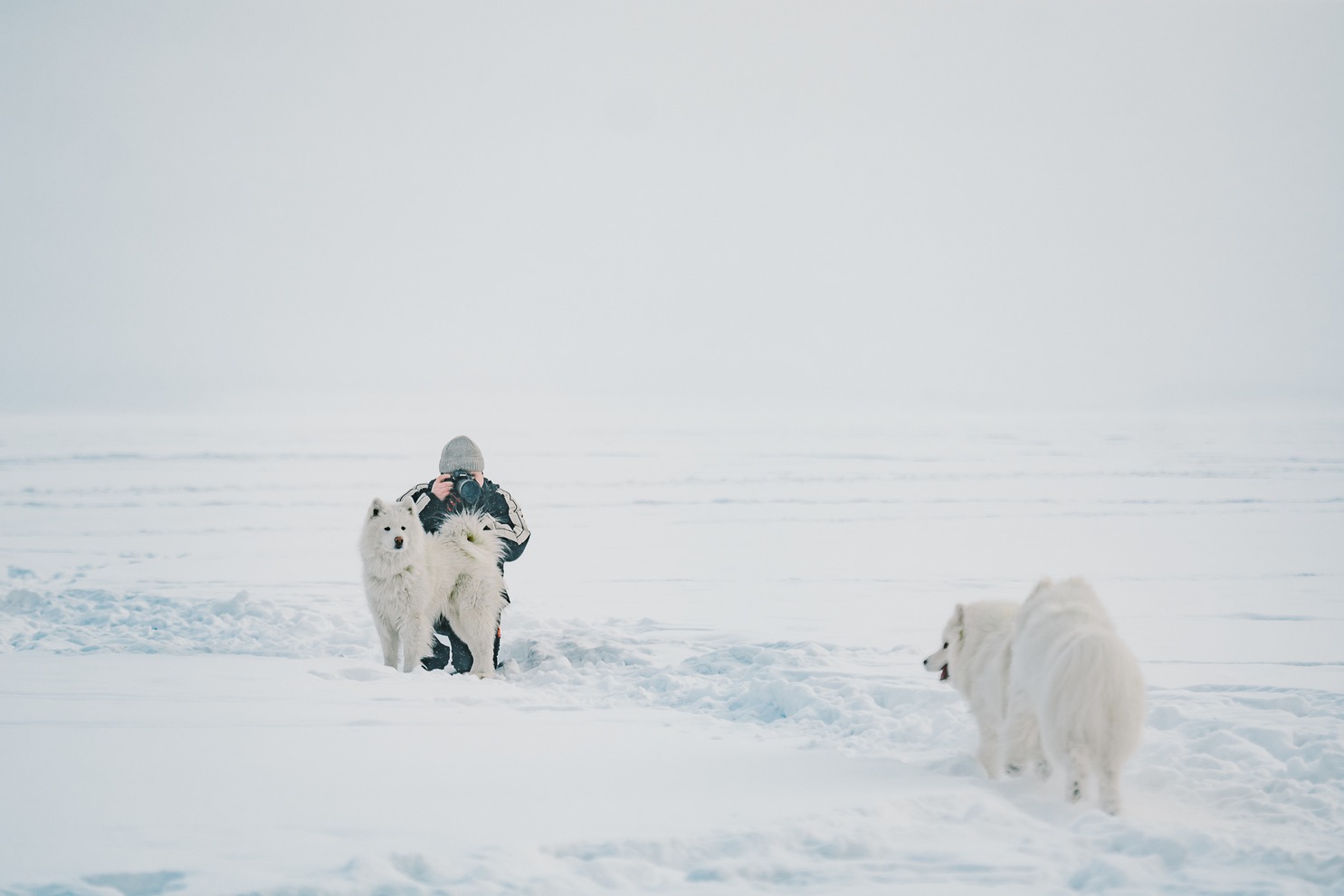 Самоеды отличные компаньоны, ездовики, пастухи и даже охотники. Именно это ценили в самоеде народы севера и использовали его качества в повседневной жизни.