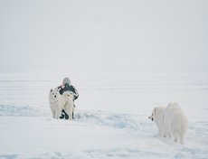Самоеды отличные компаньоны, ездовики, пастухи и даже охотники. Именно это ценили в самоеде народы севера и использовали его качества в повседневной жизни.