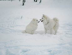 «Общаюсь не только непосредственно с хозяевами своих щенков, но и их детей, их внуков. Недавно встречалась с праправнуками моего первого кобеля».
