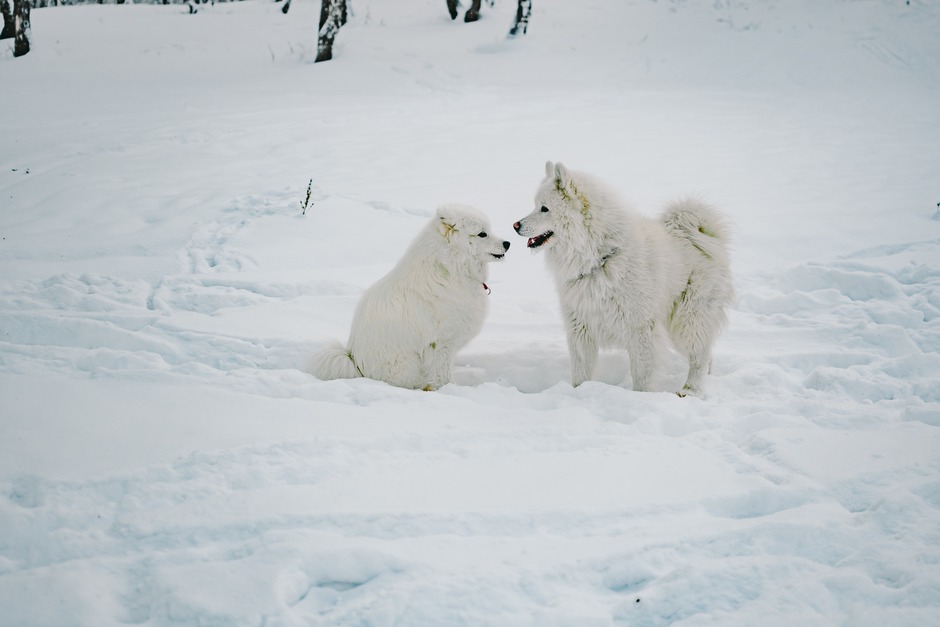 «Общаюсь не только непосредственно с хозяевами своих щенков, но и их детей, их внуков. Недавно встречалась с праправнуками моего первого кобеля».