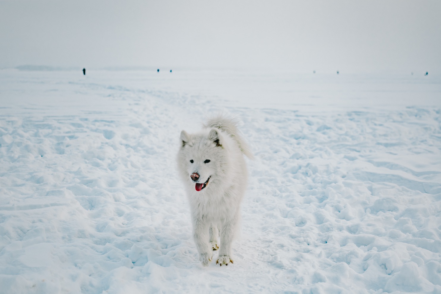 «Чуть позже в эту породу влюбились и другие любители собак, которые вместе со мной разглядели в самоеде не просто красивую собаку, а лучшего компаньона, доброжелательного и веселого друга, очень любящего детей и всех членов семьи».