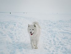 «Чуть позже в эту породу влюбились и другие любители собак, которые вместе со мной разглядели в самоеде не просто красивую собаку, а лучшего компаньона, доброжелательного и веселого друга, очень любящего детей и всех членов семьи».