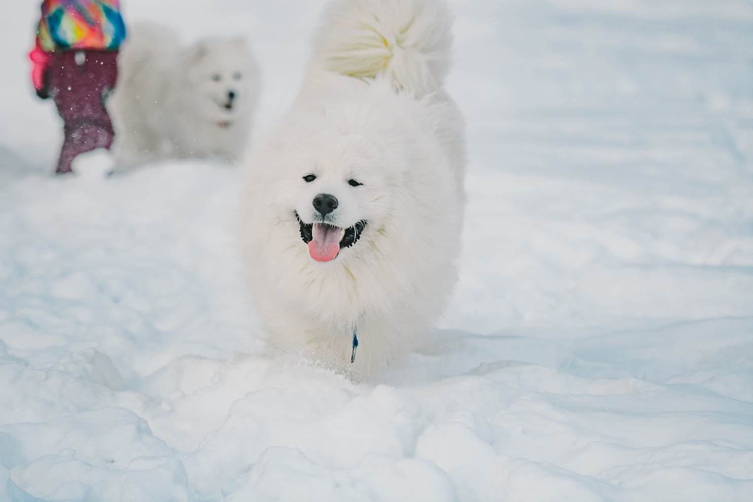 «В отличие от своих сородичей (маламуты, хаски) самоеду достаточно хорошей прогулки без поводка и потом он будет лежать „ковриком“ в квартире. Сейчас у меня три самоеда квартирного содержания, которые в прекрасной форме и хорошо себя чувствуют».