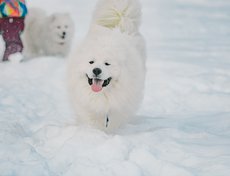 «В отличие от своих сородичей (маламуты, хаски) самоеду достаточно хорошей прогулки без поводка и потом он будет лежать „ковриком“ в квартире. Сейчас у меня три самоеда квартирного содержания, которые в прекрасной форме и хорошо себя чувствуют».