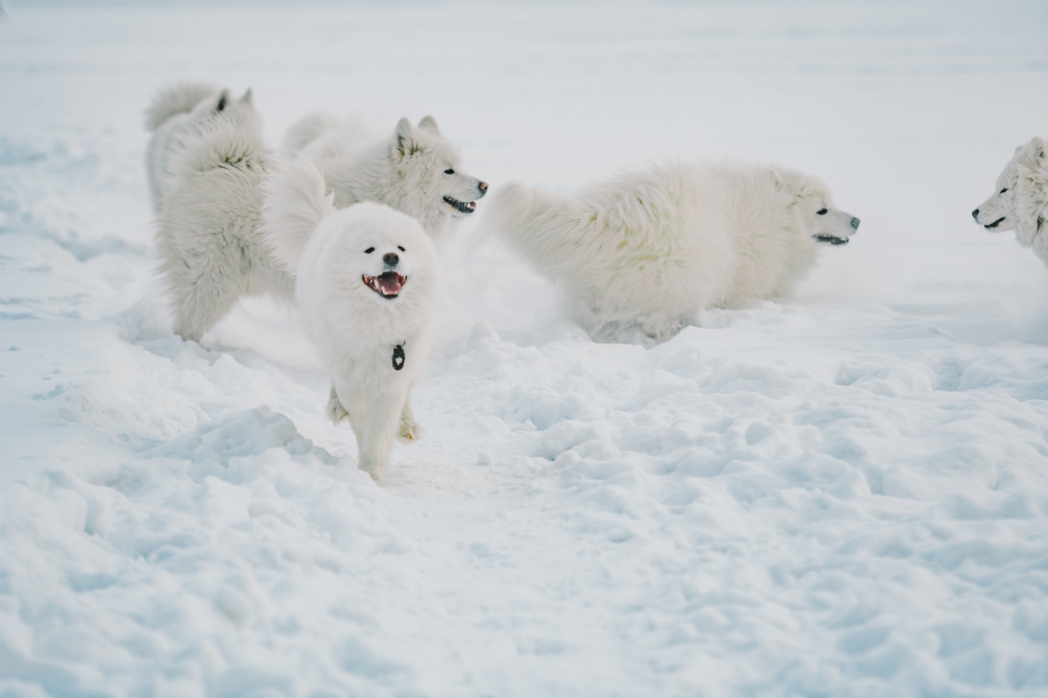 «Самоед это собака, которая любит находиться рядом с хозяином. Бытует мнение, что это собака не для квартиры, но оно ошибочно. Им комфортно везде», — утверждает Марина Петровна.