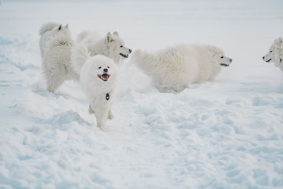 «Самоед это собака, которая любит находиться рядом с хозяином. Бытует мнение, что это собака не для квартиры, но оно ошибочно. Им комфортно везде», — утверждает Марина Петровна.