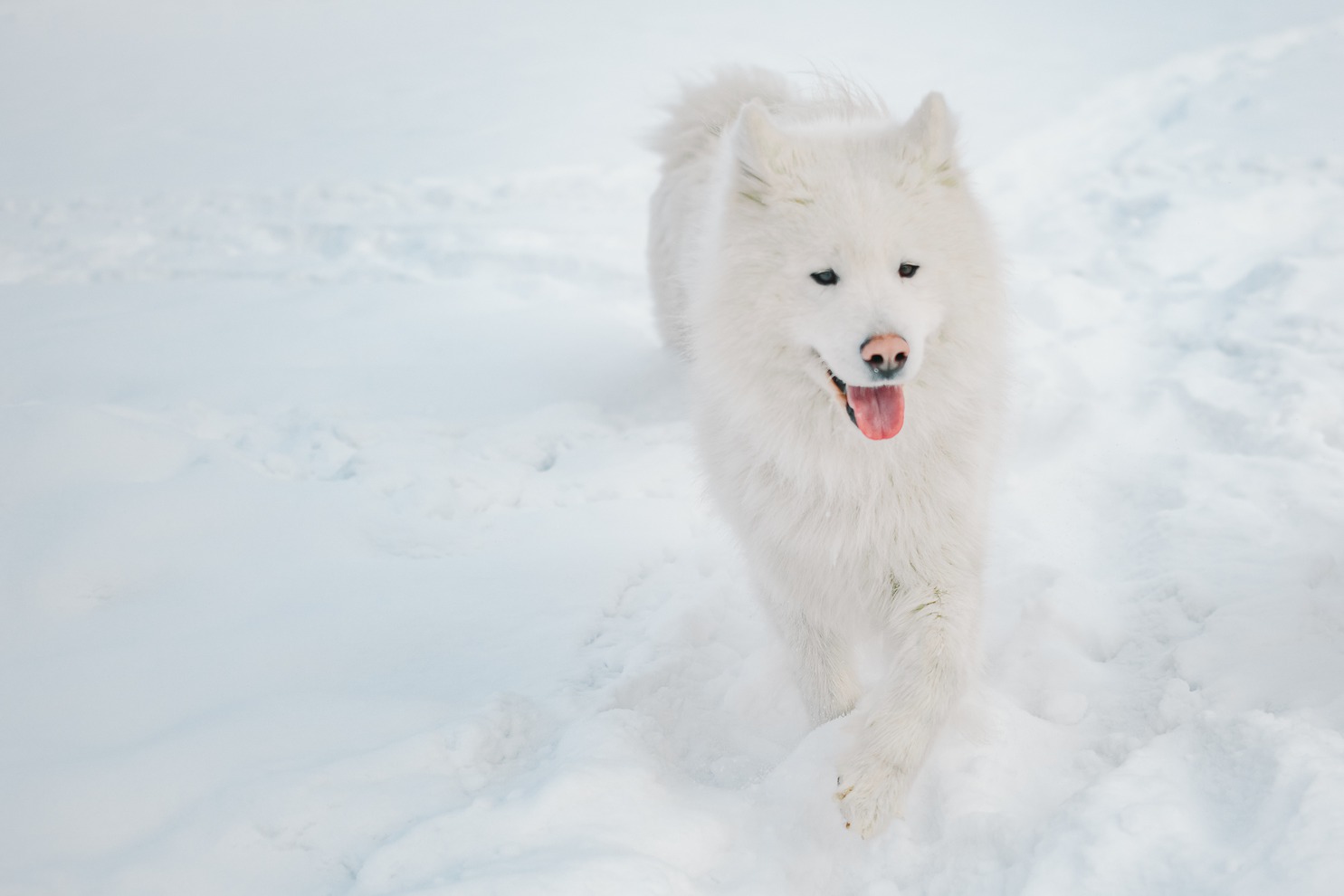 «Этой породой занимаюсь больше 16 лет, но именно к разведению пришла недавно, всего 4 года назад. Все не решалась, думала не справлюсь, но получилось», — улыбается Марина Петровна.