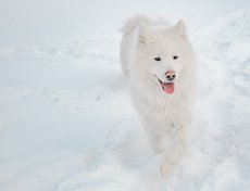 «Этой породой занимаюсь больше 16 лет, но именно к разведению пришла недавно, всего 4 года назад. Все не решалась, думала не справлюсь, но получилось», — улыбается Марина Петровна.
