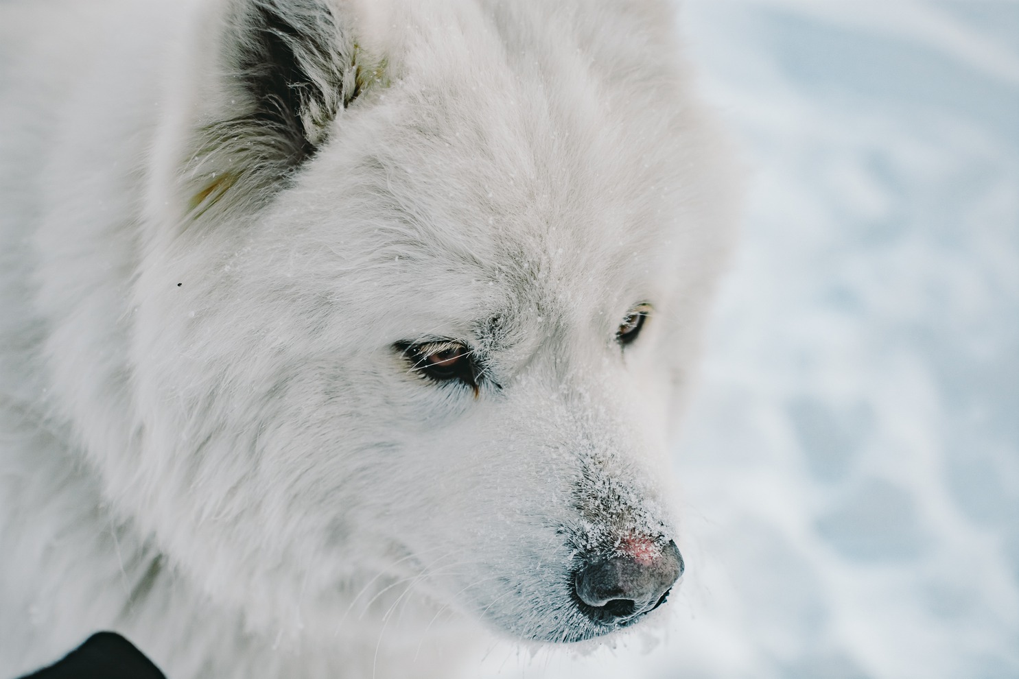 «У меня появился первый самоед в нашем регионе (от Красноярска до Читы), он приехал из московского питомника „Белое чудо“», — вспоминает Марина Петровна.