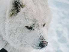 «У меня появился первый самоед в нашем регионе (от Красноярска до Читы), он приехал из московского питомника „Белое чудо“», — вспоминает Марина Петровна.