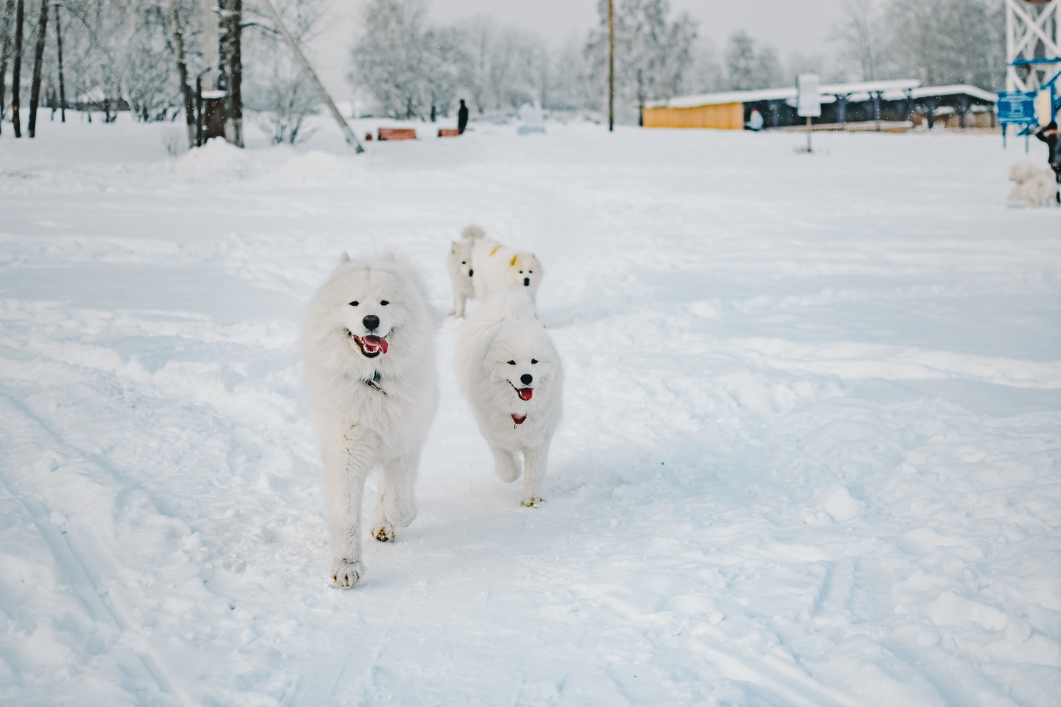 Марина поддерживает связь с хозяевами всех щенков. «Собираемся не только на выставках, но и просто пообщаться, устраиваем совместные прогулки большой самоедской стаей».