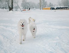 Марина поддерживает связь с хозяевами всех щенков. «Собираемся не только на выставках, но и просто пообщаться, устраиваем совместные прогулки большой самоедской стаей».