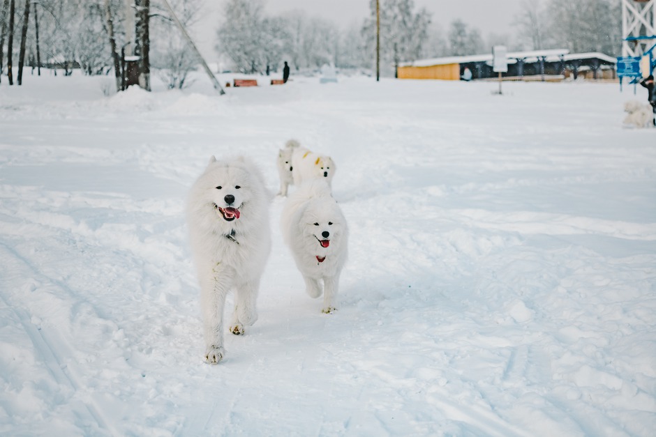 Марина поддерживает связь с хозяевами всех щенков. «Собираемся не только на выставках, но и просто пообщаться, устраиваем совместные прогулки большой самоедской стаей».