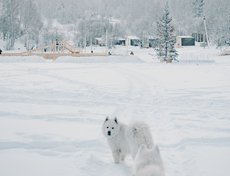 Хозяйка Брайса рассказала об отношении пса к ее дочери: «Первые месяцы он был равнодушен, как будто она всю жизнь с нами. Но три недели назад собаку стало не узнать. Если дочка плачет, он несет свои игрушки, подкидывает мячик, а она смотрит и замолкает».