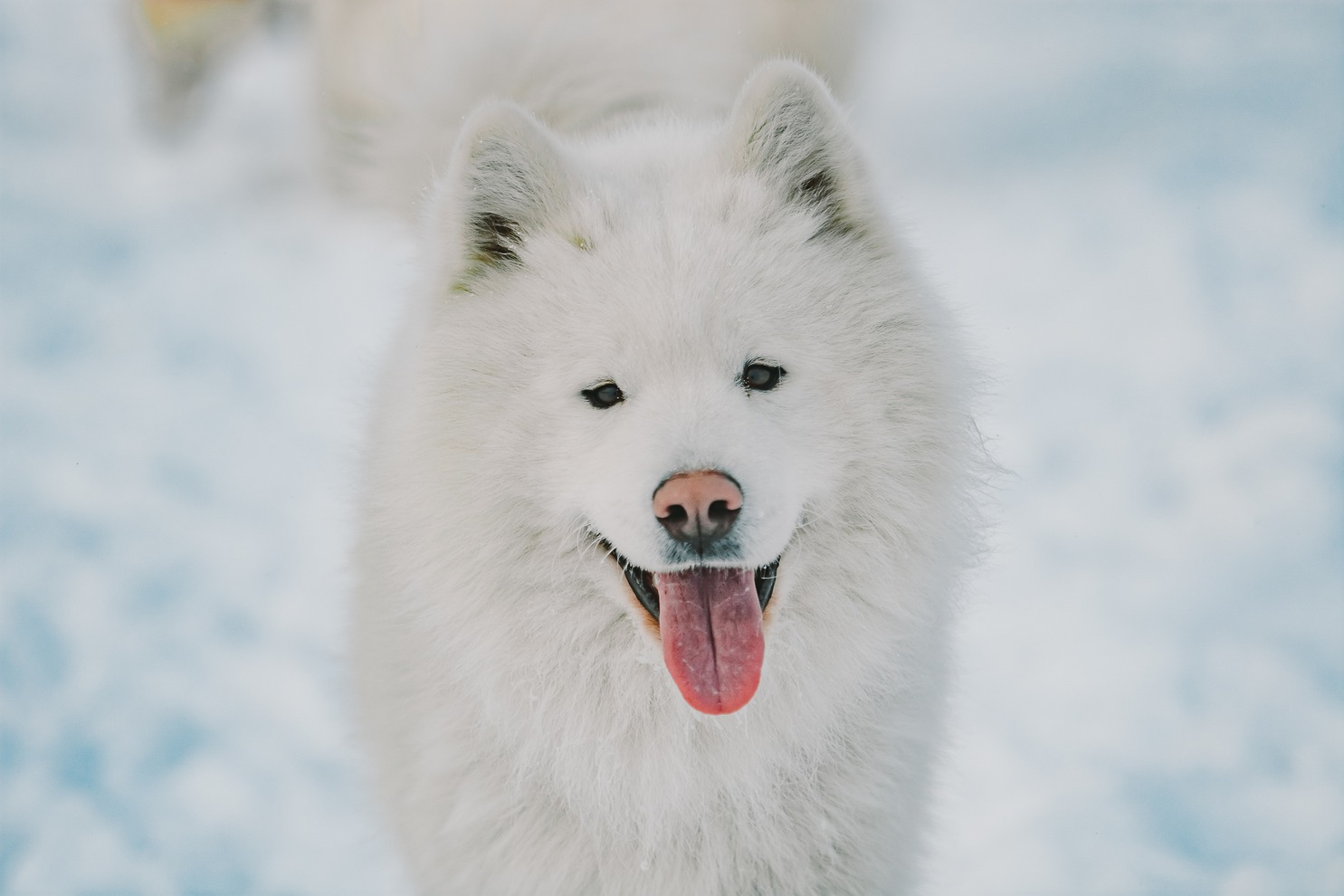 Самое сложное это уход за шерстью. Самоеда нужно чесать обязательно раз в неделю, чтобы шерсть не скатывалась. Во время линьки идет активное выпадение подшерстка и это доставляет много хлопот, собаку надо постоянно вычёсывать.