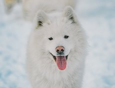 Самое сложное это уход за шерстью. Самоеда нужно чесать обязательно раз в неделю, чтобы шерсть не скатывалась. Во время линьки идет активное выпадение подшерстка и это доставляет много хлопот, собаку надо постоянно вычёсывать.