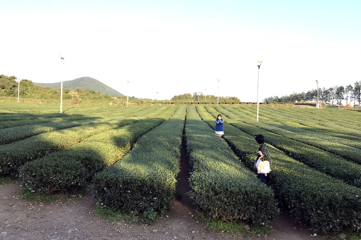 Туристы с удовольствием фотографируются на фоне бесконечных плантаций чая