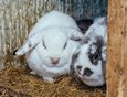 Кролики-бараны. Кроликов в зоопарке всегда много, так как их регулярно сдают как надоевших домашних питомцев.