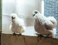 Китайские шёлковые курочки. Прошлый год был годом петуха и у нас проходила целая выставка разных пород кур. Шёлковые настолько всем полюбились, что остались жить в зоопарке.