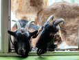Коза Сайка и козёл Пряник - любимцы публики. Их можно не только увидеть, но и потрогать, и даже покормить.