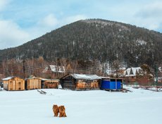 Псы осторожничают. Наблюдали за нами, но ближе так и не подошли.