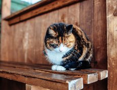 В магазине оглянулись: бегают, сидят, спят деревенские кошки и собаки. А еще в нем продают местную выпечку, очень вкусную. Купили печеные пирожки с капустой — еще горячие.