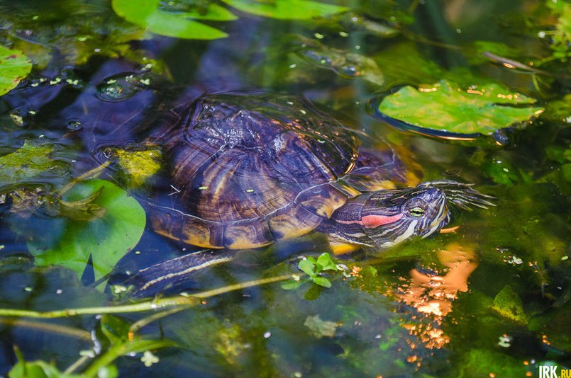 В пруду Ботанического сада обитают красноухие черепахи. Автор фото - Илья Татарников