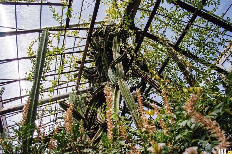 Канделябровый кактус в природе может достигать 15-метровой высоты. Автор фото - Илья Татарников