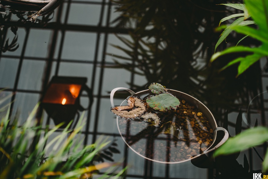 Кусочек тропического болотца. Автор фото - Никита Пятков