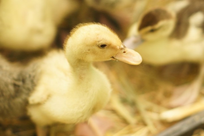 Фото предоставлено пресс-службой Иркутского областного краеведческого музея