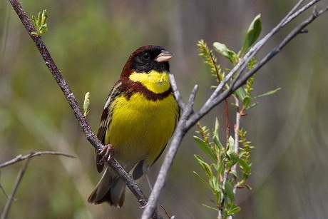 Дубровник. Фото sibirds.ru