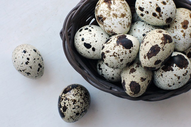 Перепелиные яйца. Фото pixabay.com