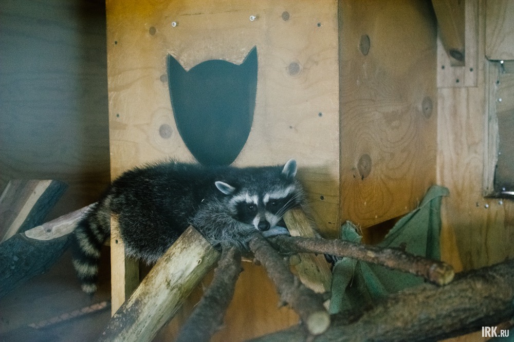 Пока на улице шёл праздник, именинник тихо дожидался подарка в вольере.