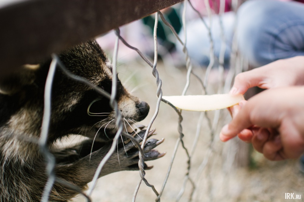 Енота могли покормить все желающие.