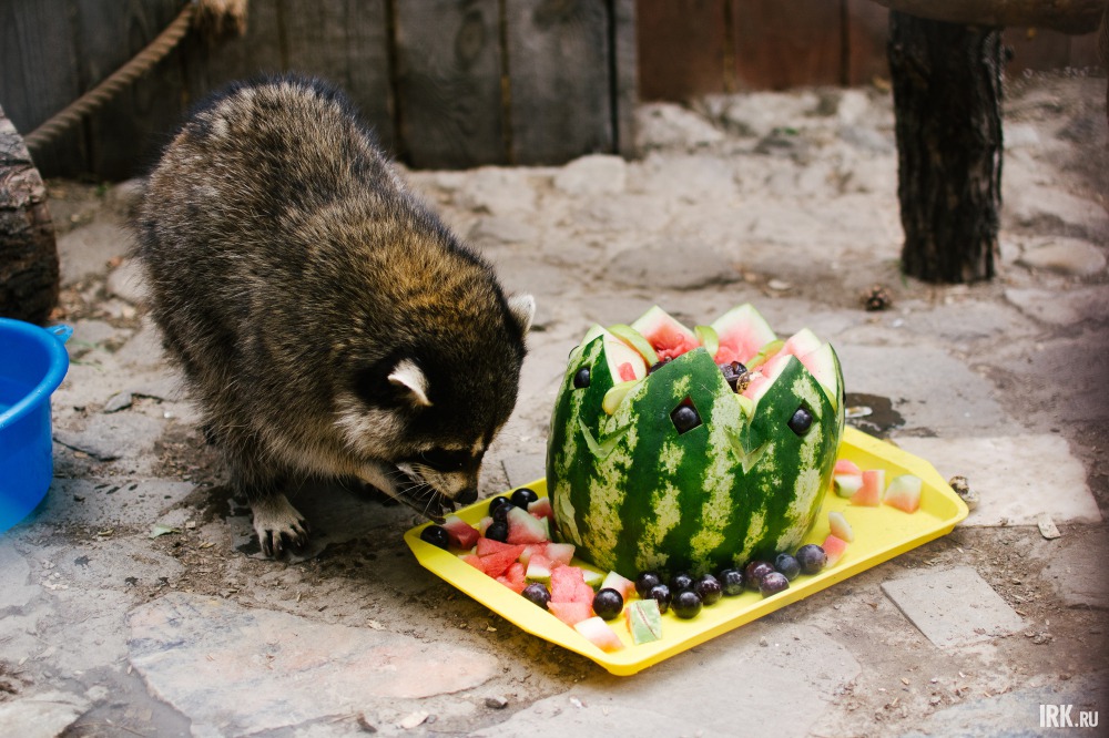 В качестве торта Нафане вручили большой арбуз.