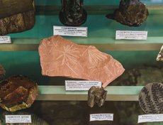 Горная порода с отпечатками листьев.