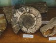 Аммониты — окаменелые моллюски, обитавшие на Земле сотни миллионов лет назад.