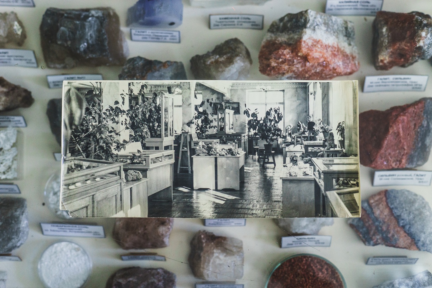 На архивной фотографии видно, как много растений было прежде в зале музея.