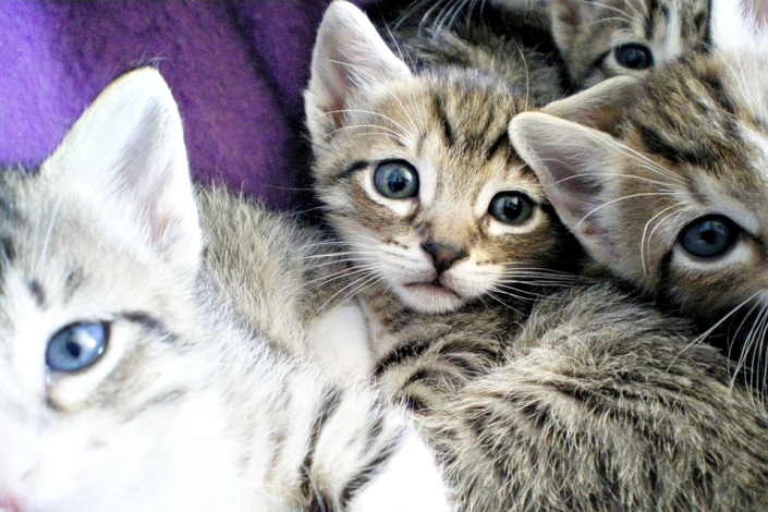 Котята. Фото с сайта www.pixabay.com Котята. Фото с сайта www.pixabay.com