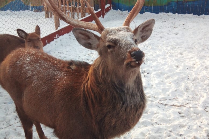 Фото предоставлено Иркутским зоосадом