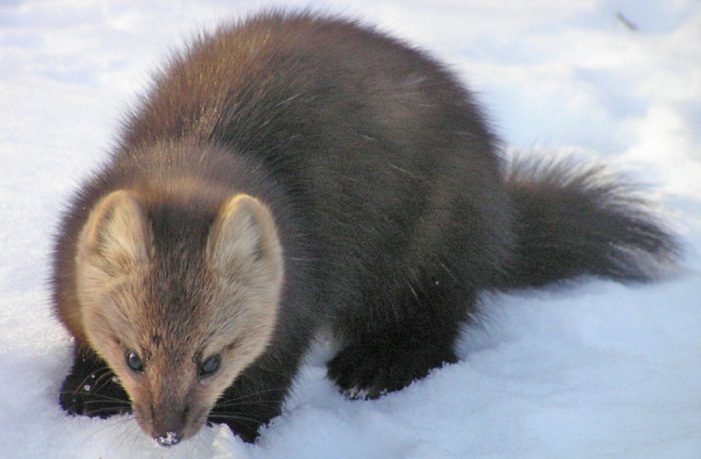 Фото с сайта wildfrontier.ru