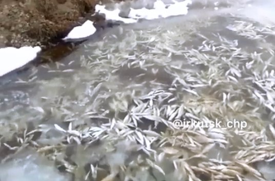 Скрин видео с сайта instagram.com