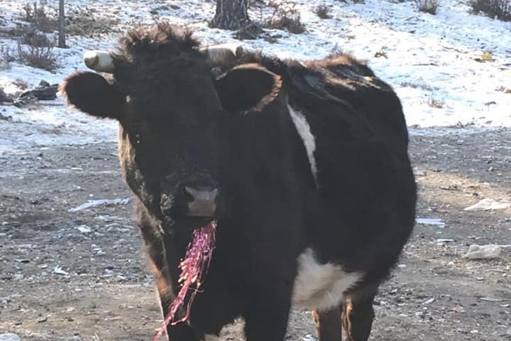 Коровы растаскивают мусор по окрестностям полигона ТБО. Фото из архива Екатерины Шрамко