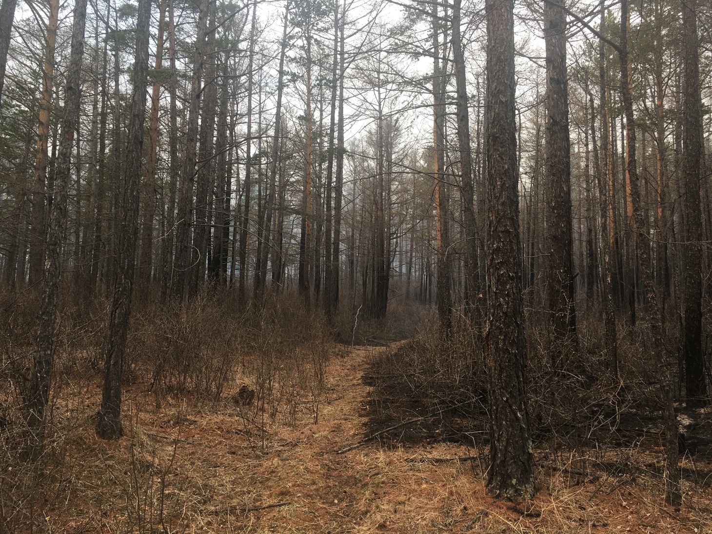На месте пожара, Большое Голоустное. Фото IRK.ru