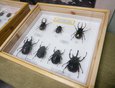 Выставка экзотических насекомых в отделе «Окно в Азию».