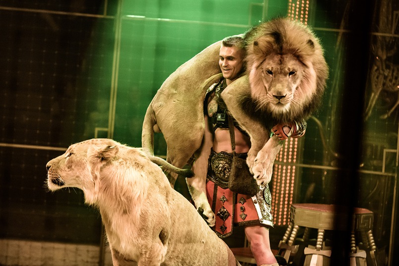 Изюминкой «Королевского цирка» стали номера с экзотическими животными